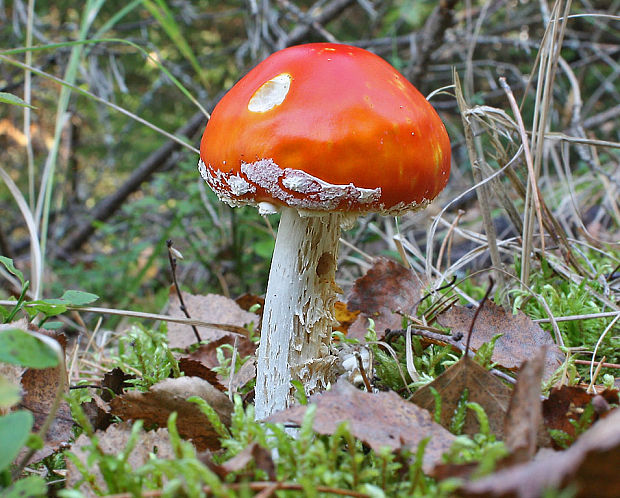 muchotrávka červená Amanita muscaria (L.) Lam.