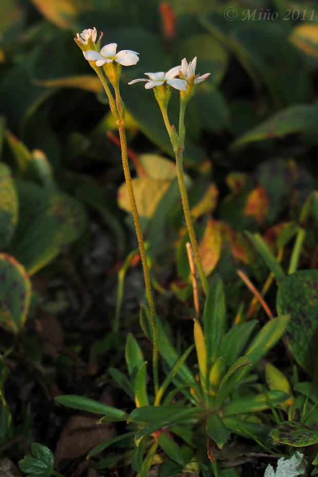 pochybok tupolistý Androsace obtusifolia  All.