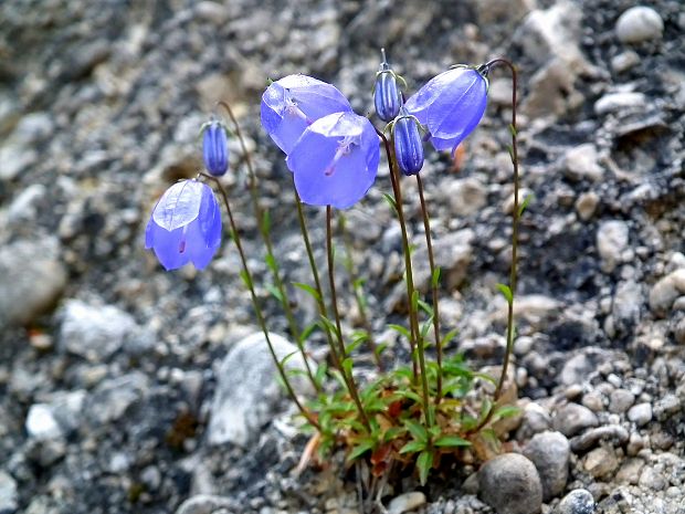 zvonček maličký Campanula cochleariifolia Lam.