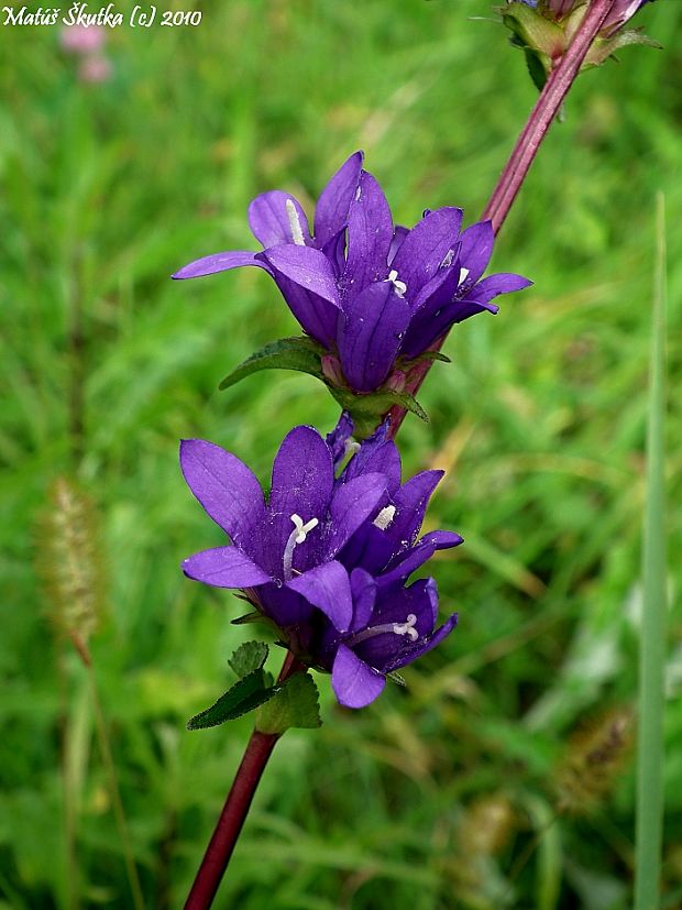 zvonček klbkatý pravý Campanula glomerata subsp. glomerata L.