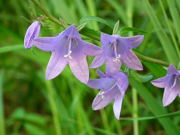 zvonček repkovitý Campanula rapunculoides L.