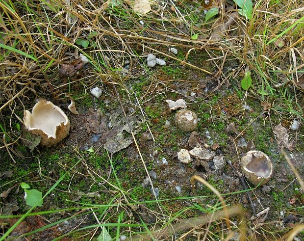 hrobnička Geopora sepulta (Fr.) Korf & Burds.