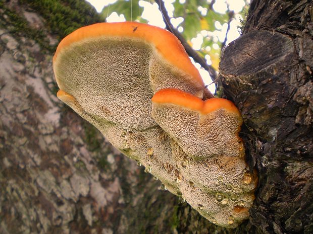 ryšavec srstnatý Inonotus hispidus (Bull.) P. Karst.