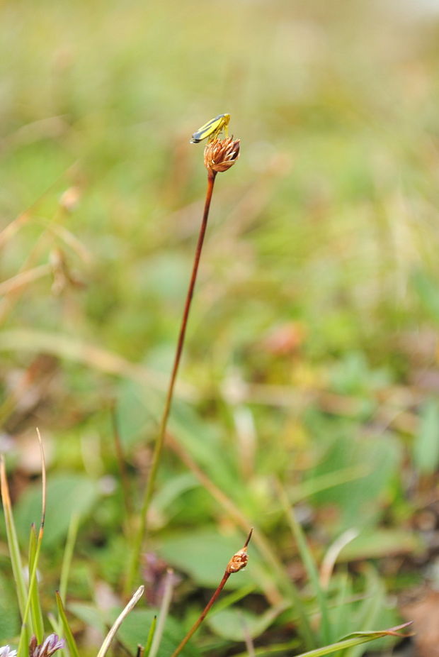 sitina trojplevá Juncus triglumis L.