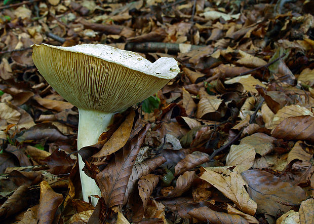 rýdzik korenistý Lactarius piperatus (L.) Pers.