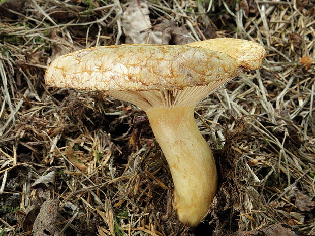 rýdzik rapavý Lactarius scrobiculatus (Scop.) Fr.