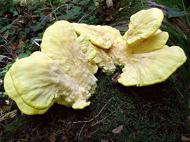 sírovec obyčajný Laetiporus sulphureus (Bull.) Murrill