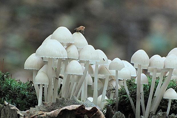 prilbička bielohlúbiková-helmovka sněhonohá Mycena niveipes (Murrill) Murrill