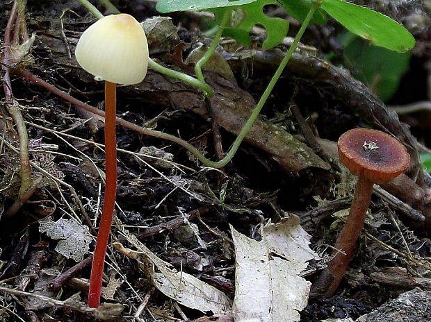 prilbička Mycena sp.