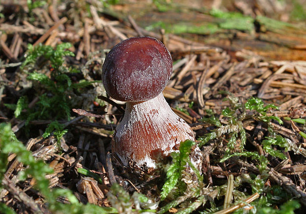 peniazovka maslová Rhodocollybia butyracea (Bull.) Lennox