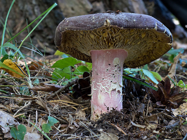 plávka Russula sp.