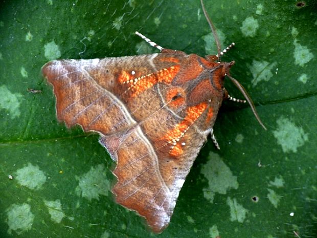 mora pivničná ♂ Scoliopteryx libatrix