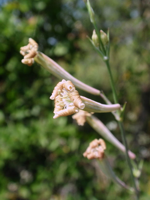 silenka dlhokvetá Silene bupleuroides L.