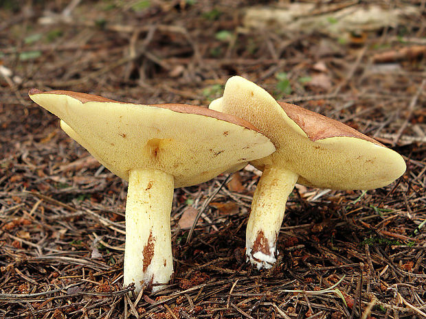 masliak zrnitý Suillus granulatus (L.) Roussel