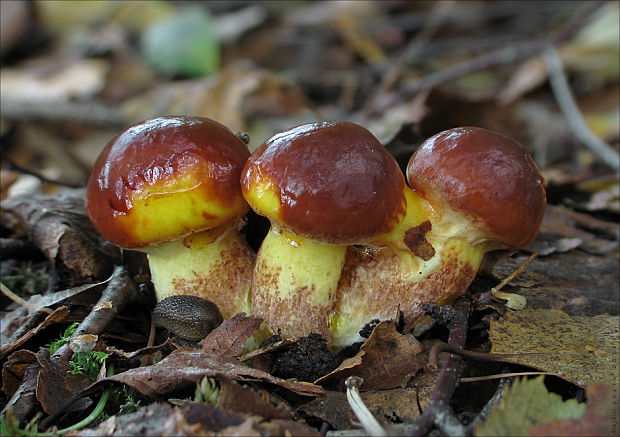 masliak smrekovcový Suillus grevillei (Klotzsch) Singer