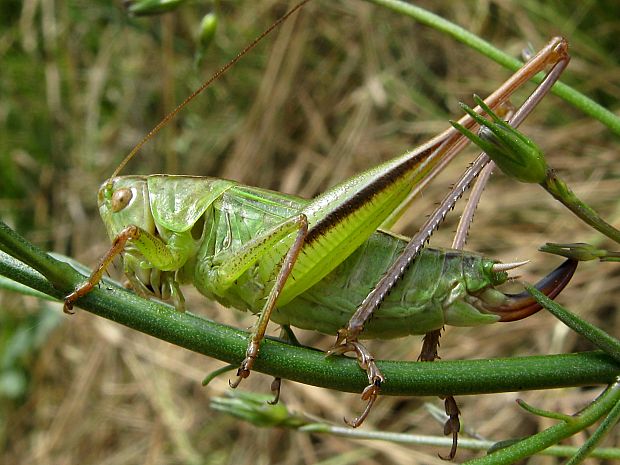 kobylôčka zelenkastá Bicolorana bicolor (Philippi, 1830)