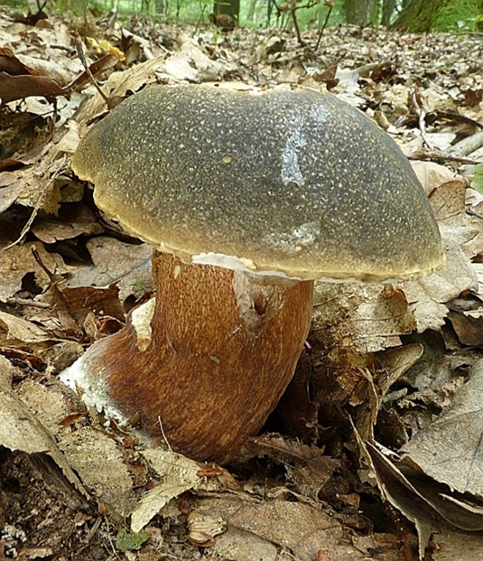 hríb bronzový Boletus aereus Bull. ex Fr.