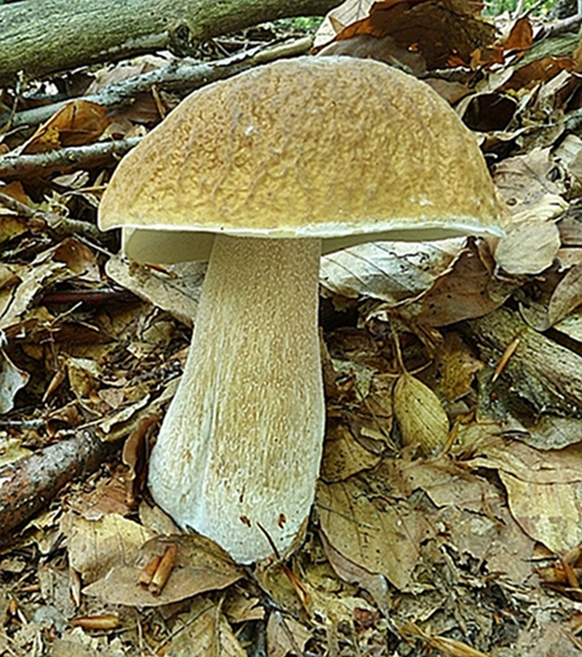 hríb smrekový Boletus edulis Bull.