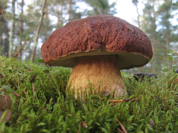 hríb sosnový Boletus pinophilus Pil. et Dermek in Pil.