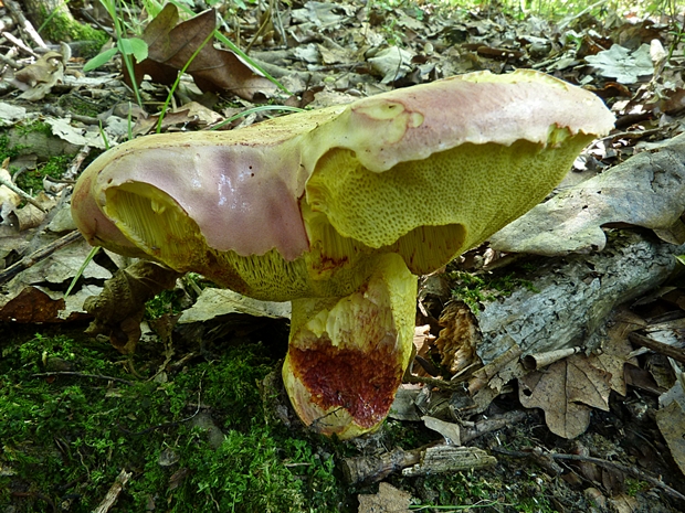 hríb kráľovský Butyriboletus regius (Krombh.) D. Arora & J.L. Frank