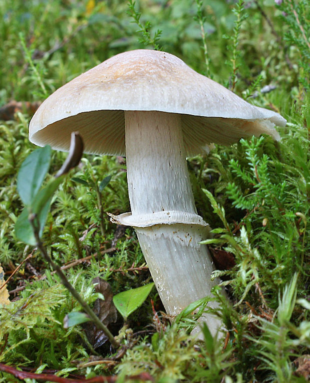 pavučinovec inovaťový Cortinarius caperatus (Pers.) Fr.