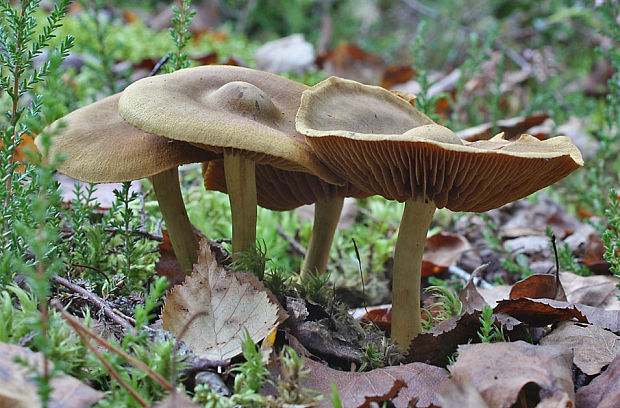 pavučinovec škoricový  Cortinarius cinnamomeus (L.) Fr. 1838