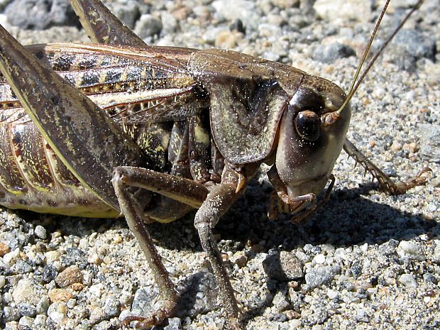 kobylka hryzavá/kobylka hnědá Decticus verrucivorus Linnaeus 1758