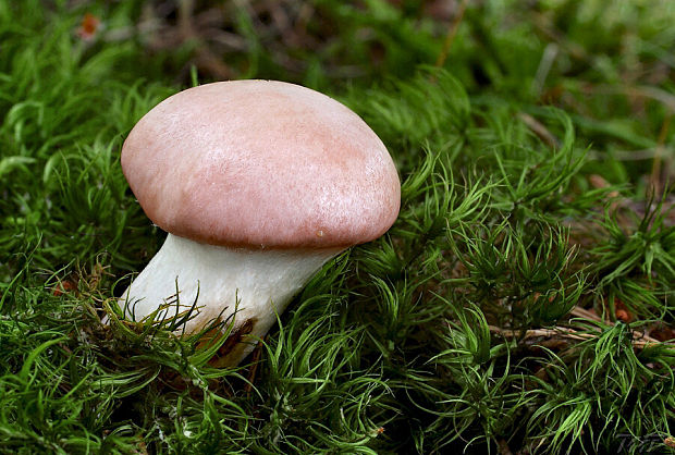 sliziak ružový Gomphidius roseus (Fr.) Oudem.