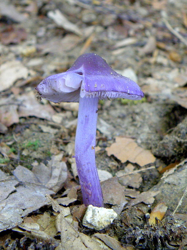 vláknica hlinovolupeňová Inocybe geophylla P. Kumm.