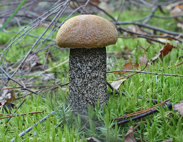 kozák žltooranžový Leccinum versipelle (Fr. & Hök) Snell