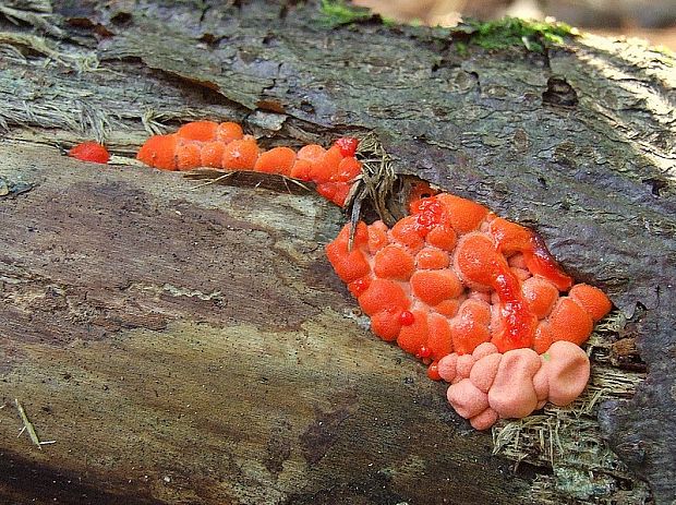 vlčinka Lycogala sp.