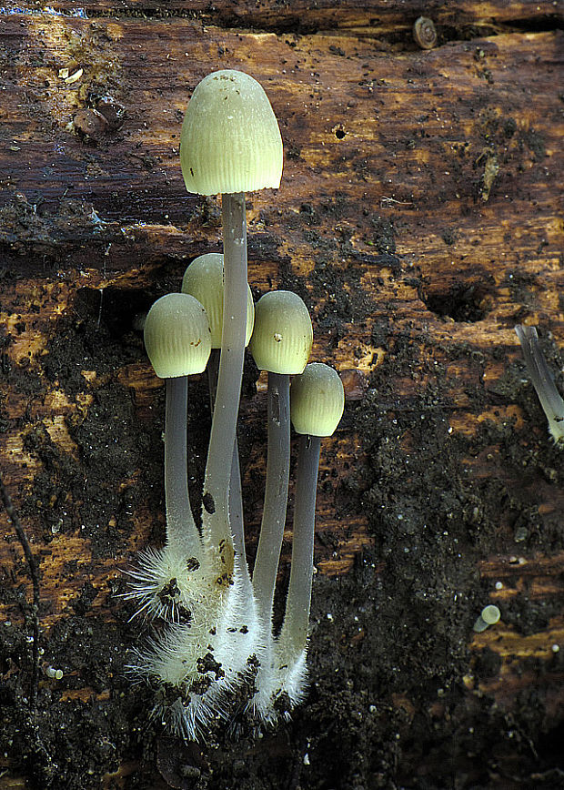 prilbička olivovožltá Mycena arcangeliana Bres.