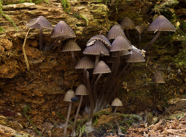 prilbička Mycena sp.