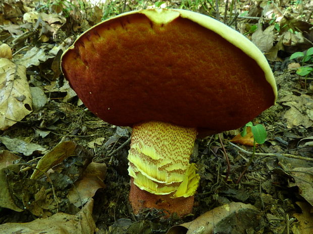 hríb purpurový Rubroboletus rhodoxanthus Kuan Zhao &amp; Zhu L. Yang