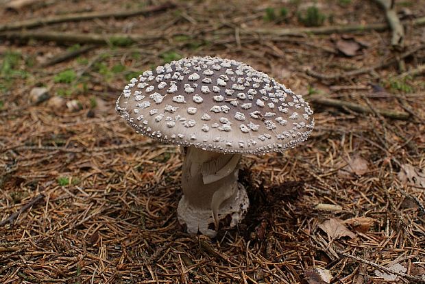 muchotrávka hrubá Amanita excelsa (Fr.) Bertill.