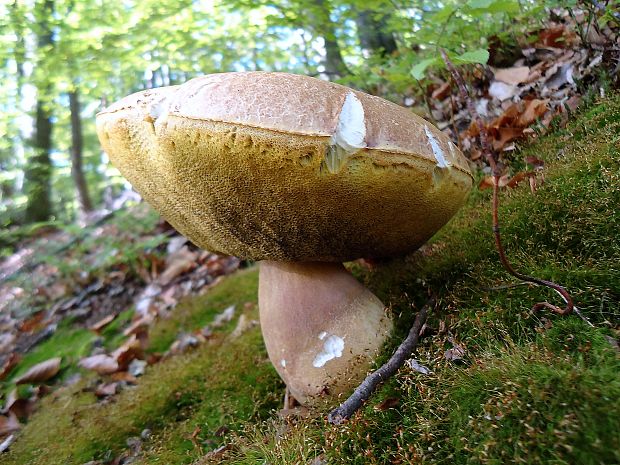 hríb Boletus sp.