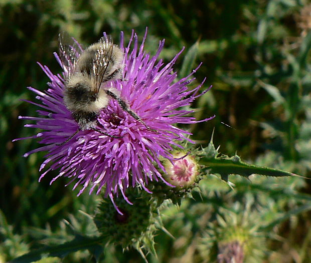 čmeľ hôrny - čmelák lesní Bombus sylvarum L., 1761