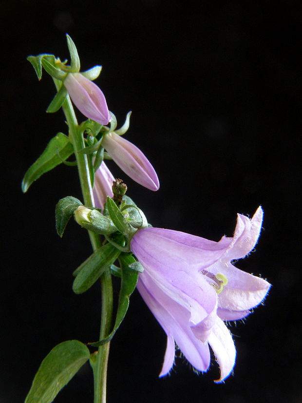 zvonček Campanula sp.