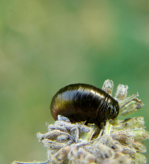 liskavka mätová-larva  Chrysolina herbacea Duftschmid, 1825