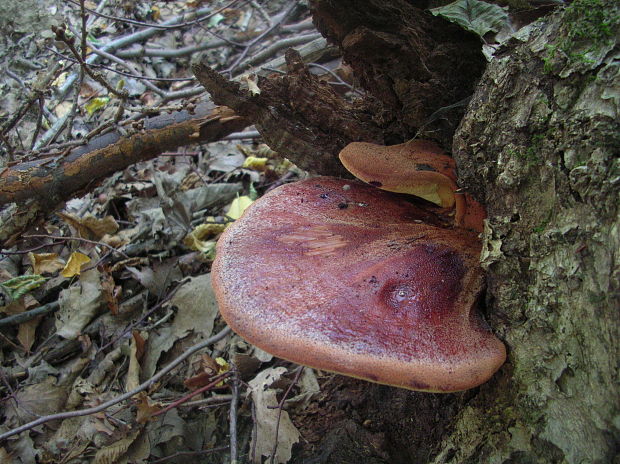 pečeňovec dubový Fistulina hepatica (Schaeff.) With.