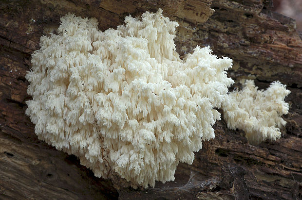 koralovec bukový Hericium coralloides (Scop.) Pers.