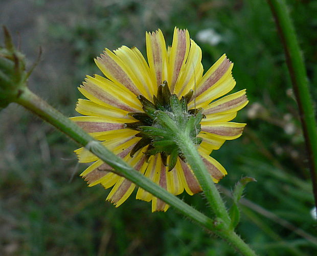 horčík jastrabníkovitý Picris hieracioides L.