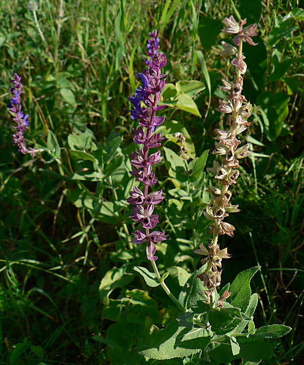 šalvia hájna Salvia nemorosa L.