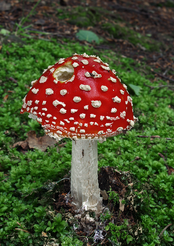 muchotrávka červená Amanita muscaria (L.) Lam.