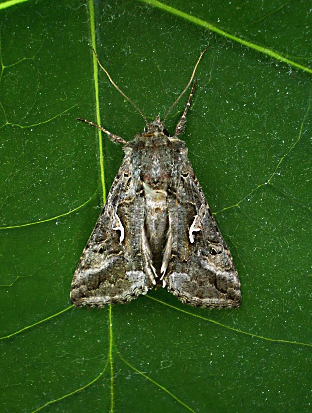 mora gama Autographa gamma