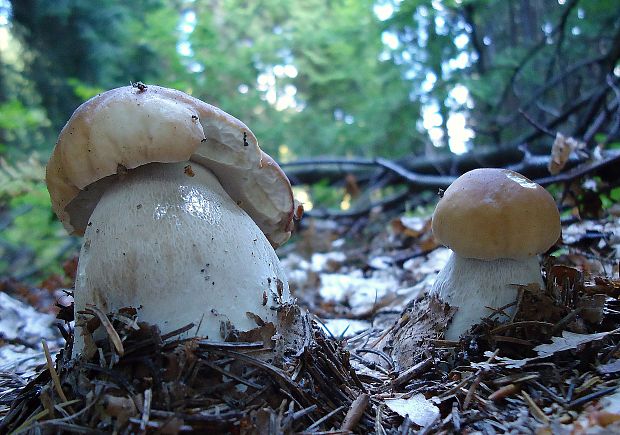 hríb smrekový Boletus edulis Bull.