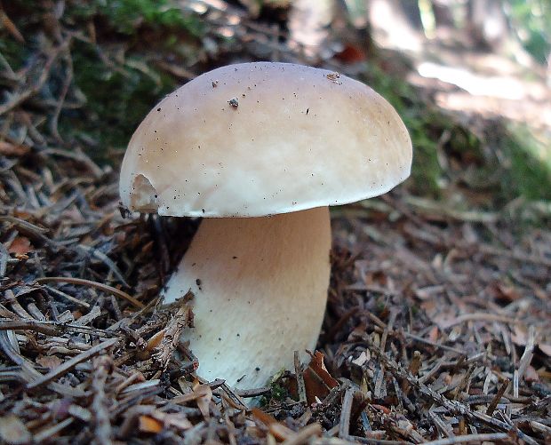 hríb smrekový Boletus edulis Bull.