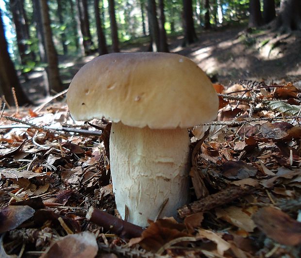 hríb smrekový Boletus edulis Bull.