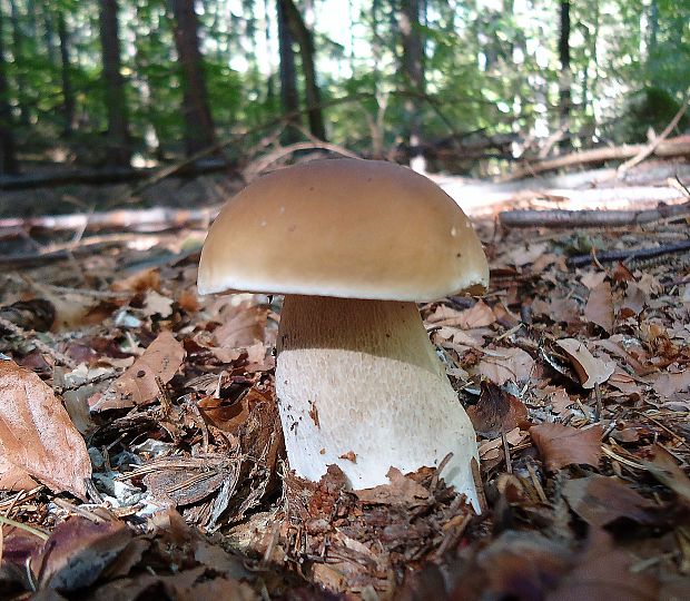 hríb smrekový Boletus edulis Bull.