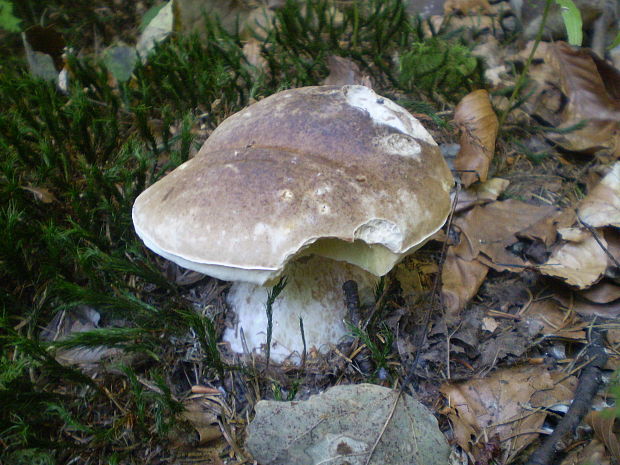 hríb smrekový Boletus edulis Bull.